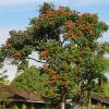 SAFLAX - Afrikanischer Tulpenbaum - 30 Samen - Spathodea campanulata Bild 3