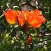 SAFLAX - Afrikanischer Tulpenbaum - 30 Samen - Spathodea campanulata Bild 4