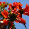 SAFLAX - Afrikanischer Tulpenbaum - 30 Samen - Spathodea campanulata Bild 5