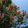 SAFLAX - Afrikanischer Tulpenbaum - 30 Samen - Spathodea campanulata Bild 6