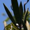 SAFLAX - Afrikanischer Tulpenbaum - 30 Samen - Spathodea campanulata Bild 7