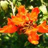 SAFLAX - Afrikanischer Tulpenbaum - 30 Samen - Spathodea campanulata Bild 8