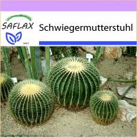 SAFLAX - Kakteen - Schwiegermutterstuhl - 40 Samen - Echinocactus grusonii Bild 1