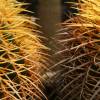 SAFLAX - Kakteen - Schwiegermutterstuhl - 40 Samen - Echinocactus grusonii Bild 4