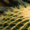 SAFLAX - Kakteen - Schwiegermutterstuhl - 40 Samen - Echinocactus grusonii Bild 5