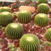 SAFLAX - Kakteen - Schwiegermutterstuhl - 40 Samen - Echinocactus grusonii Bild 6