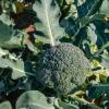 SAFLAX - BIO - Broccoli - Calabrese - 100 Samen - Brassica oleracea Bild 5