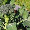 SAFLAX - BIO - Broccoli - Calabrese - 100 Samen - Brassica oleracea Bild 8