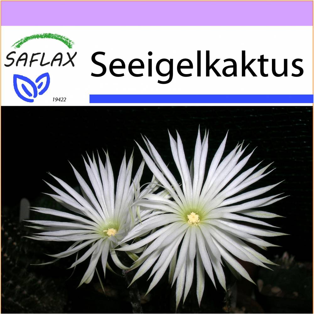 SAFLAX - Kakteen - Seeigelkaktus - 40 Samen - Echinopsis mirabilis Bild 1
