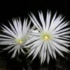 SAFLAX - Kakteen - Seeigelkaktus - 40 Samen - Echinopsis mirabilis Bild 7