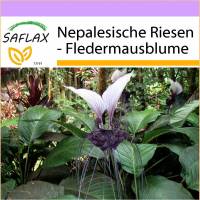 SAFLAX - Nepalesische Riesen - Fledermausblume - 10 Samen - Tacca nevia white Bild 1