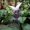 SAFLAX - Nepalesische Riesen - Fledermausblume - 10 Samen - Tacca nevia white Bild 4