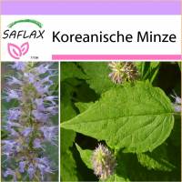SAFLAX - Kräuter - Koreanische Minze - 1200 Samen - Agastache rugosa Bild 1