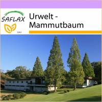 SAFLAX - Urwelt - Mammutbaum - 60 Samen - Metasequoia glyptostroboides Bild 1