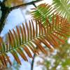 SAFLAX - Urwelt - Mammutbaum - 60 Samen - Metasequoia glyptostroboides Bild 3