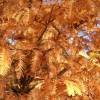 SAFLAX - Urwelt - Mammutbaum - 60 Samen - Metasequoia glyptostroboides Bild 4