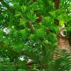 SAFLAX - Urwelt - Mammutbaum - 60 Samen - Metasequoia glyptostroboides Bild 5