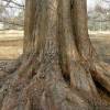 SAFLAX - Urwelt - Mammutbaum - 60 Samen - Metasequoia glyptostroboides Bild 6