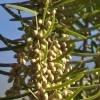 SAFLAX - Urwelt - Mammutbaum - 60 Samen - Metasequoia glyptostroboides Bild 7