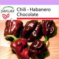 SAFLAX - Chili - Habanero Chocolate - 10 Samen - Capsicum chinense Bild 1