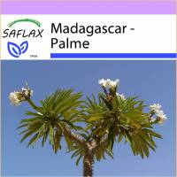 SAFLAX - Kakteen - Madagascar - Palme - 10 Samen - Pachypodium lamerei Bild 1