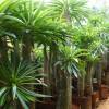 SAFLAX - Kakteen - Madagascar - Palme - 10 Samen - Pachypodium lamerei Bild 5