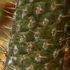 SAFLAX - Kakteen - Madagascar - Palme - 10 Samen - Pachypodium lamerei Bild 7