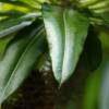 SAFLAX - Kakteen - Madagascar - Palme - 10 Samen - Pachypodium lamerei Bild 8