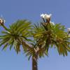 SAFLAX - Kakteen - Madagascar - Palme - 10 Samen - Pachypodium lamerei Bild 9