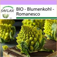 SAFLAX - BIO - Blumenkohl - Romanesco - 50 Samen - Brassica oleracea Bild 1