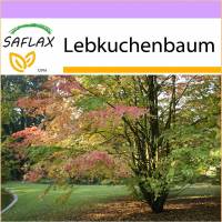 SAFLAX - Lebkuchenbaum - 200 Samen - Cercidiphyllum japonicum Bild 1