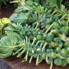 SAFLAX - BIO - Rosenkohl - Groninger - 30 Samen - Brassica oleracea Bild 5
