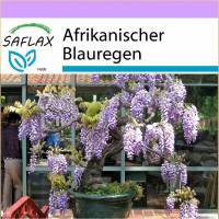 SAFLAX - Bonsai - Afrikanischer Blauregen - 15 Samen - Bolusanthus speciosus Bild 1