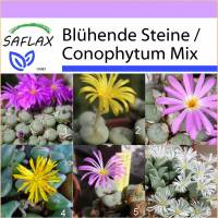 SAFLAX - Sukkulenten - Blühende Steine / Conophytum Mix - 40 Samen - Conophytum Mix Bild 1