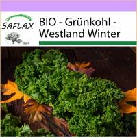 SAFLAX - BIO - Grünkohl - Westland Winter - 70 Samen - Brassica oleracea Bild 1