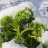 SAFLAX - BIO - Grünkohl - Westland Winter - 70 Samen - Brassica oleracea Bild 7