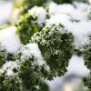 SAFLAX - BIO - Grünkohl - Westland Winter - 70 Samen - Brassica oleracea Bild 9