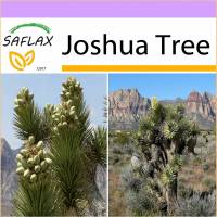 SAFLAX - Joshua Tree - 10 Samen - Yucca brevifolia Bild 1