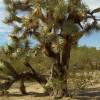 SAFLAX - Joshua Tree - 10 Samen - Yucca brevifolia Bild 3
