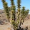 SAFLAX - Joshua Tree - 10 Samen - Yucca brevifolia Bild 4