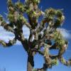 SAFLAX - Joshua Tree - 10 Samen - Yucca brevifolia Bild 5