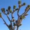 SAFLAX - Joshua Tree - 10 Samen - Yucca brevifolia Bild 6