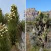 SAFLAX - Joshua Tree - 10 Samen - Yucca brevifolia Bild 8