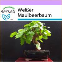 SAFLAX - Bonsai - Weißer Maulbeerbaum - 200 Samen - Morus alba Bild 1