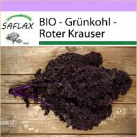 SAFLAX - BIO - Grünkohl - Roter Krauser - 50 Samen - Brassica oleracea Bild 1