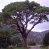 SAFLAX - Mittelmeer - Pinie - 6 Samen - Pinus pinea Bild 4