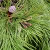 SAFLAX - Mittelmeer - Pinie - 6 Samen - Pinus pinea Bild 7