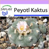 SAFLAX - Kakteen - Peyotl Kaktus  - 20 Samen - Lophophora williamsii Bild 1