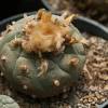 SAFLAX - Kakteen - Peyotl Kaktus  - 20 Samen - Lophophora williamsii Bild 3