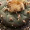 SAFLAX - Kakteen - Peyotl Kaktus  - 20 Samen - Lophophora williamsii Bild 6